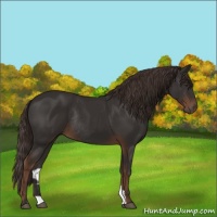 Horse Color:Liver Chestnut Rabicano 
