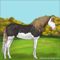 Horse Color:Liver Chestnut Splash 