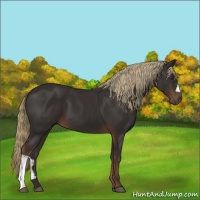 Horse Color:Liver Chestnut 