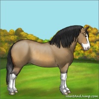 Horse Color:Bay Dun Splash Rabicano