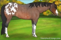 Horse Color:Bay Roan Appaloosa