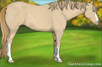 Horse Color:Perlino Roan 