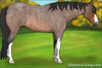 Horse Color:Bay Roan