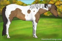 Horse Color:Buckskin Roan Tobiano