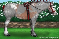 Horse Color:Bay Ice Sabino Splash Appaloosa and Black Ice Sabino Splash Appaloosa