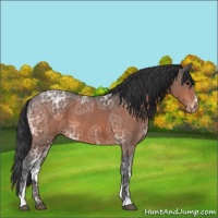 Horse Color:Bay Ice Sabino Varnish 