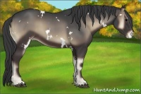 Horse Color:White Spotted Blue Onyx Sabino Appaloosa