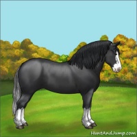 Horse Color:Black Sabino Splash 