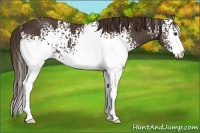 Horse Color:White Spotted Liver Chestnut 