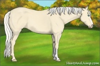 Horse Color:Cremello 