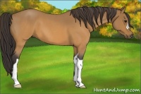 Horse Color:Buckskin Roan 