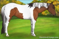 Horse Color:Buckskin Tobiano 