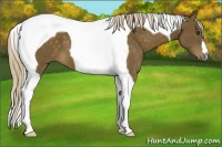 Horse Color:Chocolate Palomino Tobiano 