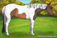 Horse Color:Buckskin Tobiano