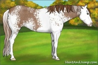 Horse Color:White Spotted Red Roan Splash 