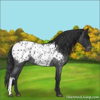 Horse Color:Blue Roan Appaloosa 