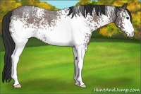 Horse Color:White Spotted Brown Roan 