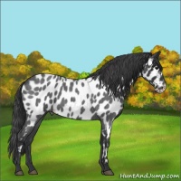 Horse Color:Blue Roan Near Leopard 