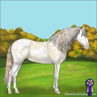 Horse Color:Buckskin Pearl Sabino