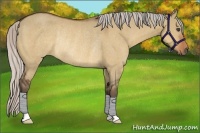 Horse Color:Silver Bay Dun Rabicano 