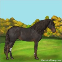 Horse Color:Liver Chestnut 