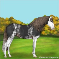 Horse Color:White Spotted Liver Chestnut Splash 