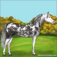 Horse Color:Liver Chestnut Sabino Splash Appaloosa Rabicano 