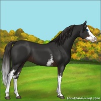 Horse Color:White Spotted Liver Chestnut Splash 