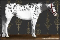 Horse Color:White Spotted Black Appaloosa