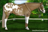 Horse Color:Chocolate Palomino Sabino Appaloosa 
