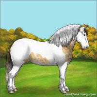 Horse Color:Plaid Bay Ice Splash Tobiano Appaloosa