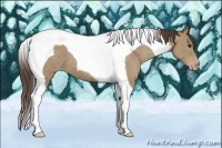 Horse Color:Classic Champagne Tobiano
