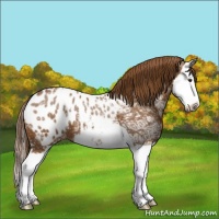 Horse Color:Chestnut Ice Splash Appaloosa