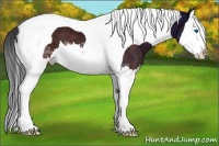 Horse Color:Bay Ice Sabino Splash Tobiano Appaloosa 