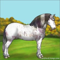 Horse Color:Nacre White Spotted Bay Ice Splash Appaloosa 