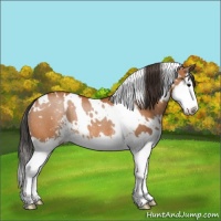 Horse Color:White Spotted Bay Sabino Splash Blanket Rabicano