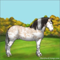 Horse Color:White Spotted Bay Ice Dun Splash