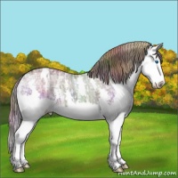 Horse Color:Nacre Smoky Black Ice Splash Appaloosa 