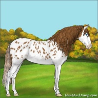 Horse Color:Chestnut Sabino Splash Near Leopard 