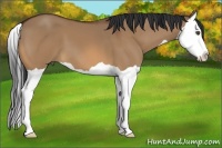 Horse Color:Bay Dun Splash 