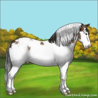 Horse Color:White Spotted Bay Splash Appaloosa 