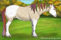 Horse Color:Painted Red Dun Ice Splash Appaloosa