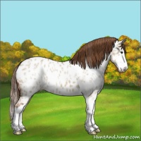 Horse Color:Red Dun Ice Splash Near Leopard 