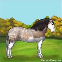 Horse Color:Buckskin Ice Splash Rabicano 