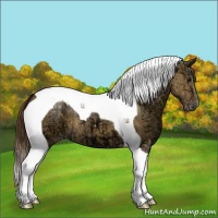 Horse Color:Bay Ice Dun Tobiano Appaloosa