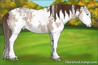 Horse Color:White Spotted Brown Ice Dun Sabino Splash Appaloosa