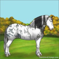 Horse Color:White Spotted Black Ice Sabino Splash Appaloosa 