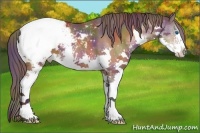 Horse Color:Nacre Bay Sabino Splash Snowcap 