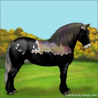 Horse Color:Nacre Bay Splash Appaloosa 