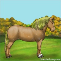 Horse Color:Painted Chestnut Appaloosa 